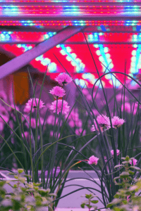 Horticultural Lighting Solutions